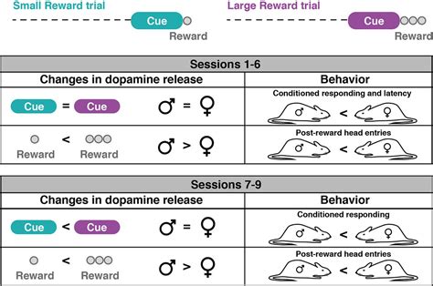 Sex Differences In Behavioral Responding And Dopamine Release During