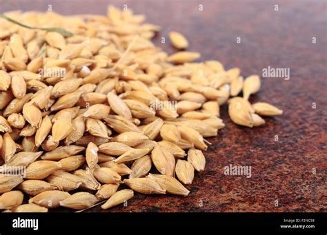 Heap of organic whole barley grain Stock Photo - Alamy