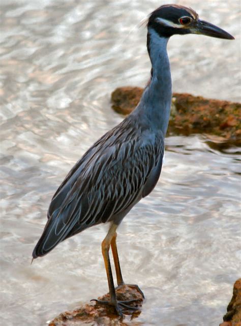 Black-Crowned Night Heron Free Photo Download | FreeImages