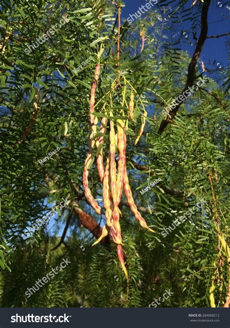 Velvet Mesquite Tree Pods Stock Photo 684068212 | Shutterstock