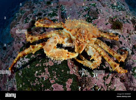 Kamchatka crab hi-res stock photography and images - Alamy