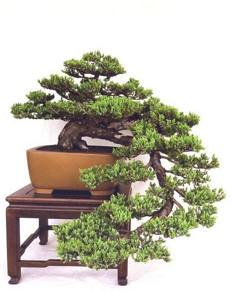 Blue Point Juniper Bonsai