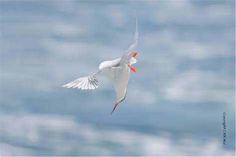 Roseate Tern Sterna Dougallii R C X Flickr