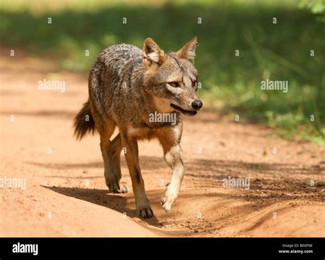 Fox Running In Yala National Park In Sri Lanka Stock Photo Alamy