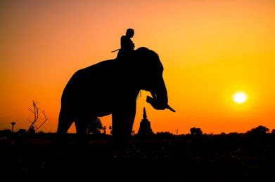 Elephants And Riders Humanergy