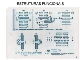 Membranas Interdigitais - Biofísica das membranas | PDF