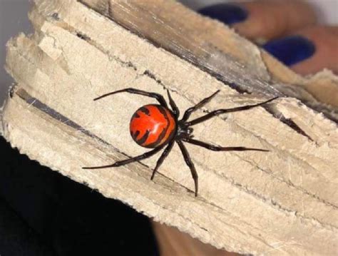 Latrodectus geometricus Female (3cm)