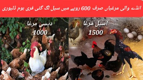 Golden Misri Desi Hens Farming In Pakistan Ando Wali Murghia Sirf