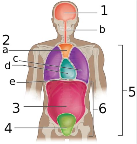 Kaarten Humane Anatomie Tractus Digestivus Quizlet