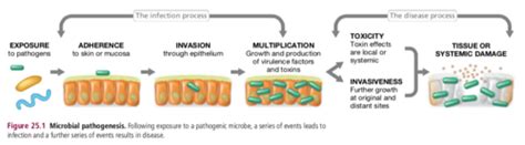 Lecture Microbial Infection And Pathogenesis Ch Flashcards