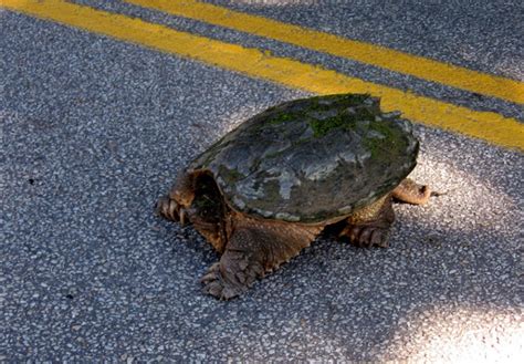 Shocking Amount Of Dead Turtles On Canadian Roads This Summer