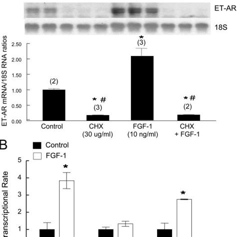 A Effects Of Cycloheximide Chx A Protein Synthesis Inhibitor On