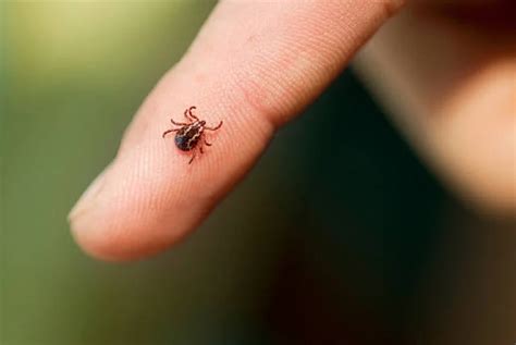 Ticks Pest Control Boise Idaho Pestcom Pest Management