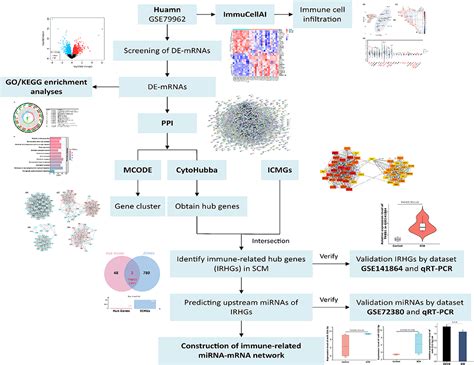 Frontiers Identification Of Immune Related Hub Genes And MiRNA MRNA