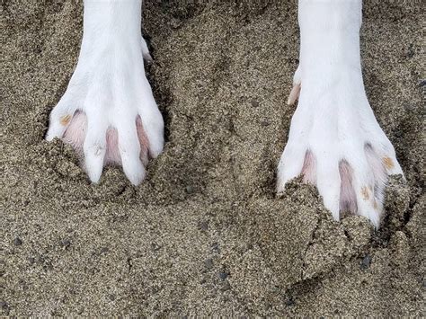 My dog's webbed feet that fully deploy when she refuses to leave the beach : r/mildlyinteresting