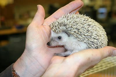 African Pygmy Hedgehogs | Our Pets, We Love 'Em