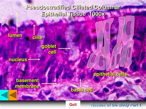 Simple Columnar Epithelium Basement Membrane Description