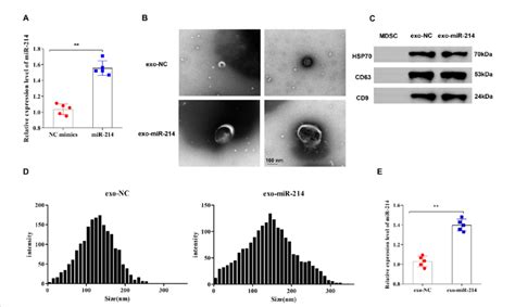 Identification Of Muscle Derived Stem Cell MDSC Exosomes A The