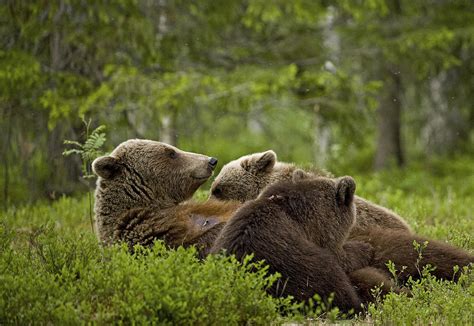 Brown Bear Cubs Feeding Photograph by Jenny Hibbert