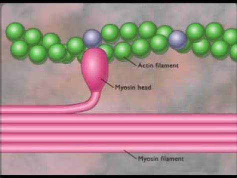 myofilament - YouTube