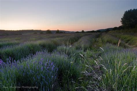 Lavender View after Sunset - Jane Mucklow Photography