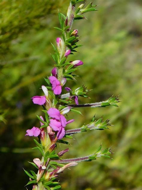 Prickly Purplegorse From Greyton Nature Reserve 7233 South Africa On