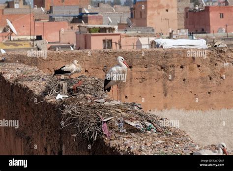 Two Storks On A Nest On The Wall Of The El Badi Palace In Marrakesh