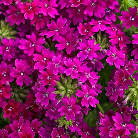 Superbena Sparkling® Amethyst Verbena | Plant Addicts