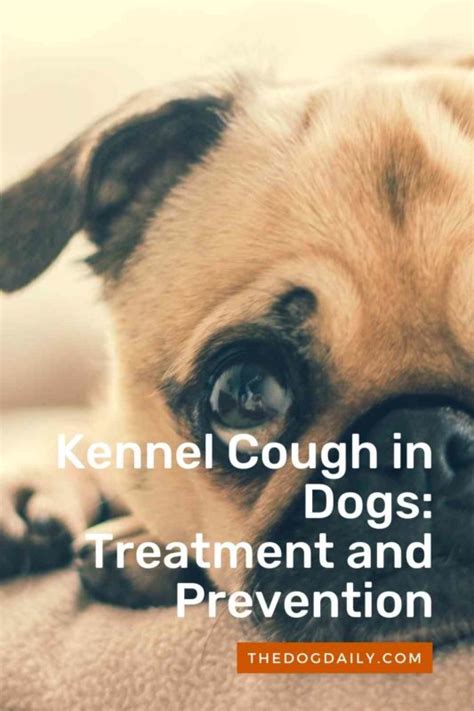 Treatment and Prevention of Kennel Cough in Your Dog