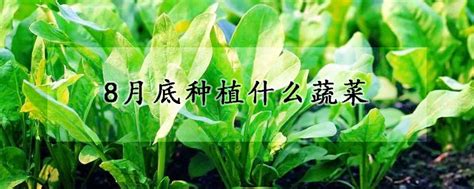 9月份种植什么蔬菜最合适 露天 发财农业网