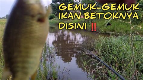 Satu Spot Ini Bisa Panen Ikan Betok Gemuk Gemuk ‼️ Youtube