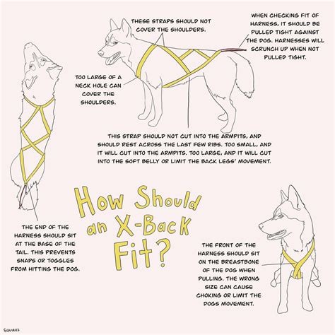 How To Fit a Sled Dog Harness — Chasing The Wolves