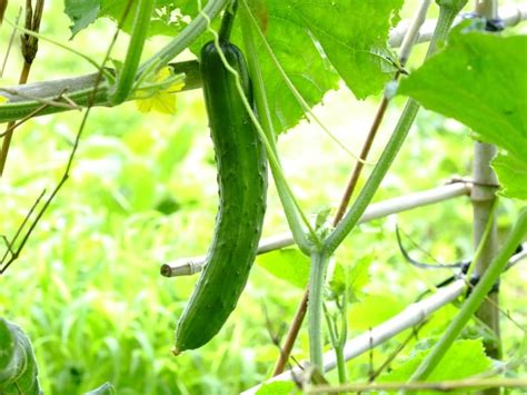 Are Cucumbers Easy To Grow At Home Garden Tips 2024 Northern Nester