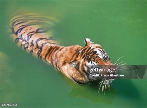 simlipal national park   images de collection getty images