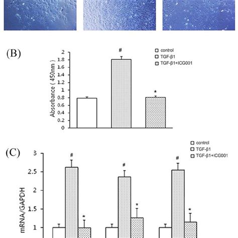 Icg Inhibits Transforming Growth Factor Tgf Induced