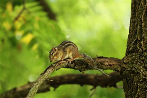 Chipmunk Hibernation Stock Photos, Pictures & Royalty-Free Images - iStock