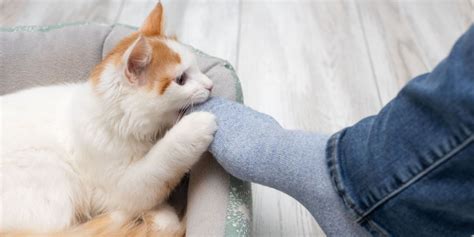 Why Does My Cat Bite My Feet