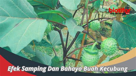 Efek Samping Dan Bahaya Buah Kecubung : Mitos Dan Fakta