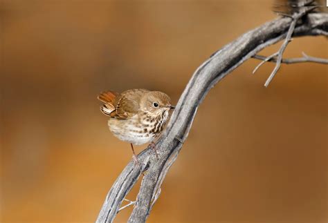 Meet the Thrush Bird Family of Songbirds - Birds and Blooms