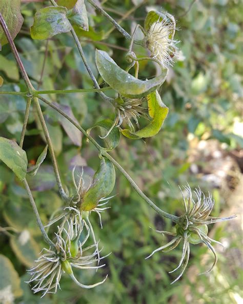 Collecting and Growing Clematis from Seeds - International Clematis Society