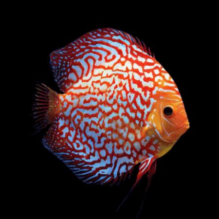 Pigeon Blood Discus Sims Tropical Fish Tropical Fish Aquarium