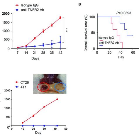 Anti Tnfr2 Therapy Inhibits 4t1 Tumorigenesis And Generates Tumor