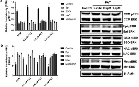 PAT alters α1 AR associated ERK MAPK signalling Western blotting