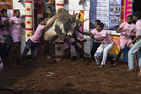 Jallikattu Festival 2020 In Photos Indiatoday