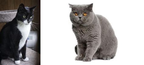Tuxedo vs British Shorthair - Breed Comparison | MyCatBreeds