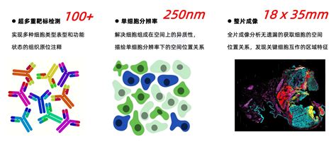 上海华盈生物医药科技有限公司 Pcf空间单细胞蛋白组发现免疫治疗反应关键的肿瘤微环境区域