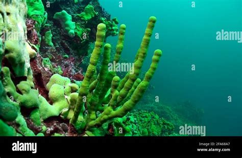 Porifera Sea Sponge Lubomirskiidae And Spongillidae Underwater Of Lake