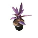 Buy Ashokavanam Purple Heart Tradescantia Pallida Plant Online At