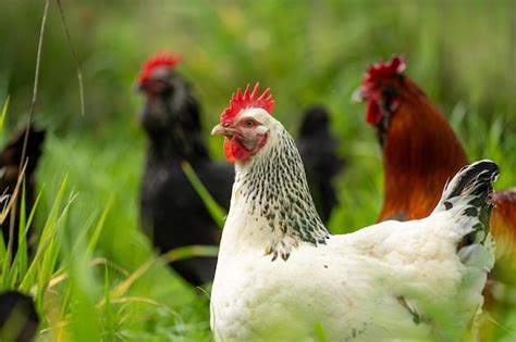 Premium Photo Chickens Hens And Chooks Grazing And Eating Grass On A