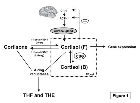 SBB - Measuring Cortisol & the HPA Axis – Salimetrics
